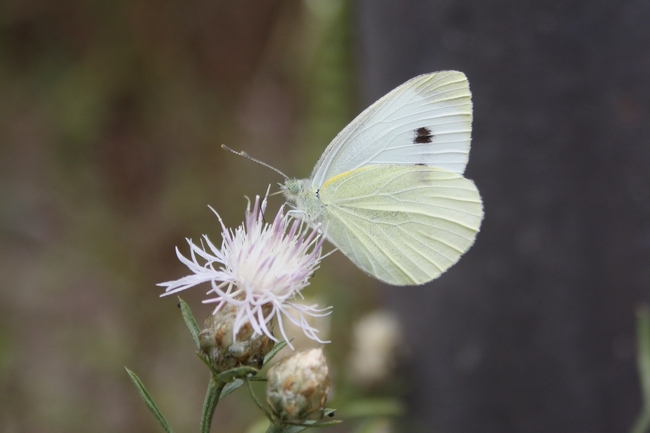 Pieris rapae o brassicae???